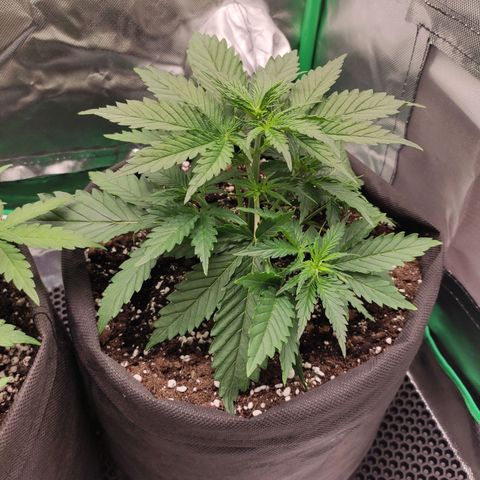 Wedding Cake growlog timeline photo
