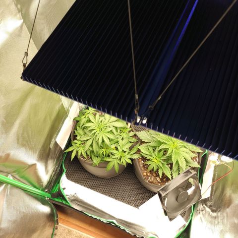 Johnny Cage growlog timeline photo