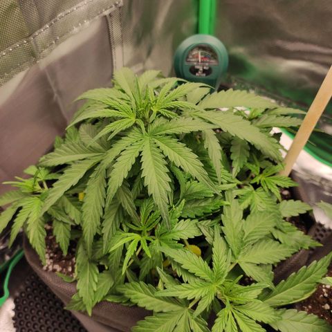 Johnny Cage growlog timeline photo