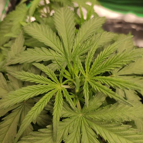 Johnny Cage growlog timeline photo