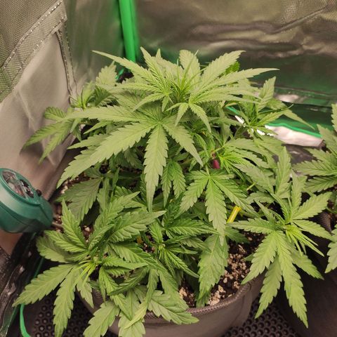 Johnny Cage growlog timeline photo