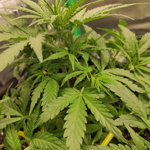 Johnny Cage growlog timeline photo
