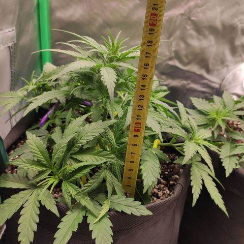Johnny Cage growlog timeline photo
