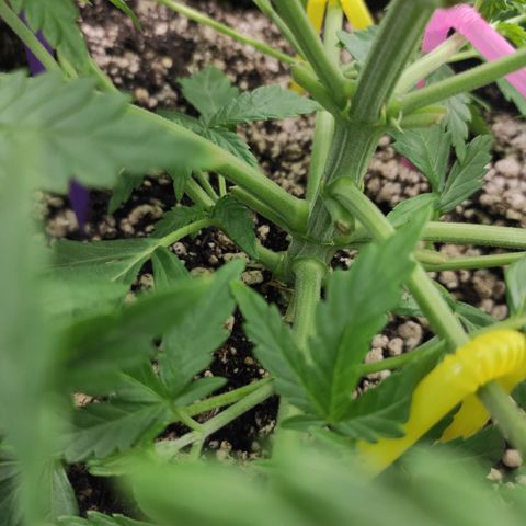Johnny Cage growlog timeline photo