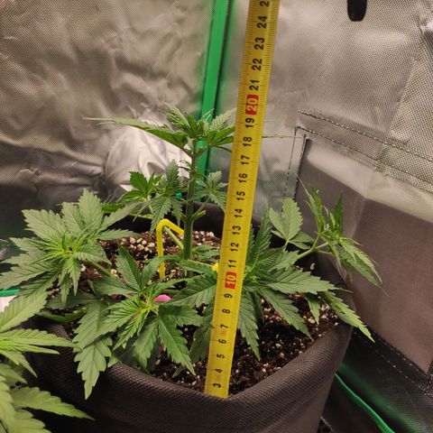 Wedding Cake growlog timeline photo