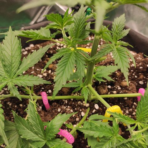 Wedding Cake growlog timeline photo