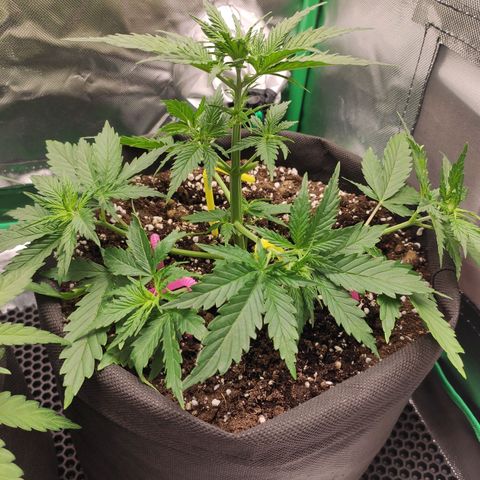 Wedding Cake growlog timeline photo