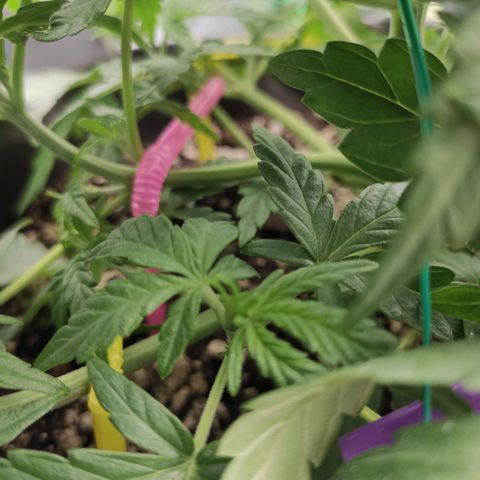 Johnny Cage growlog timeline photo