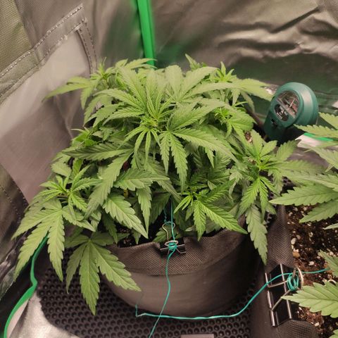 Johnny Cage growlog timeline photo