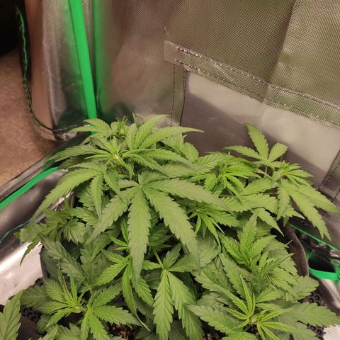 Johnny Cage growlog timeline photo