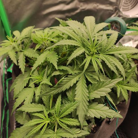 Johnny Cage growlog timeline photo