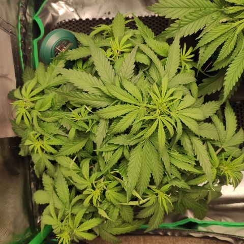 Johnny Cage growlog timeline photo