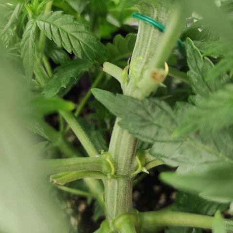 Johnny Cage growlog timeline photo