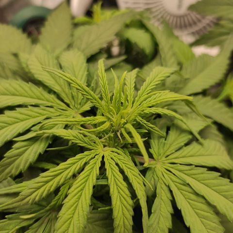 Johnny Cage growlog timeline photo