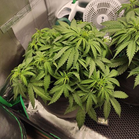 Johnny Cage growlog timeline photo