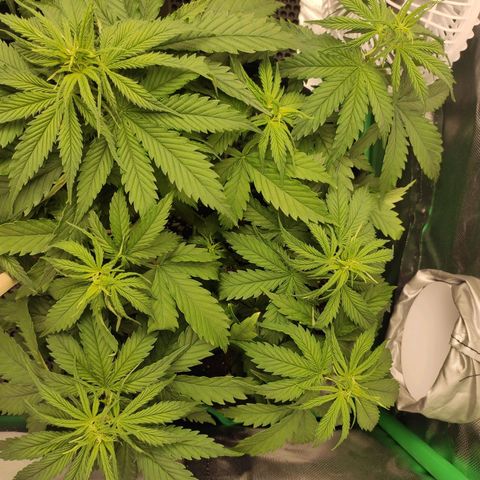 Wedding Cake growlog timeline photo