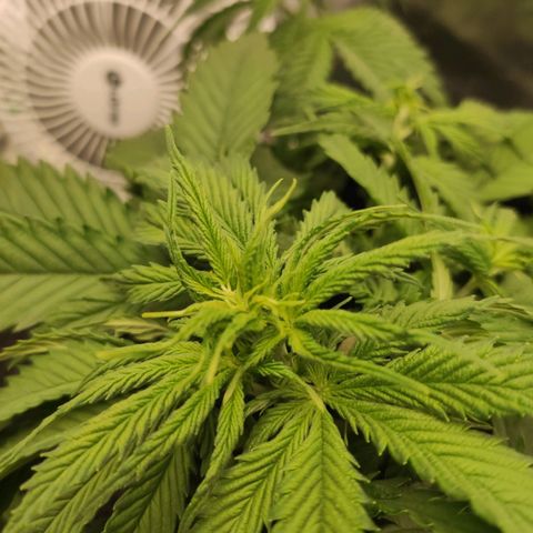 Wedding Cake growlog timeline photo