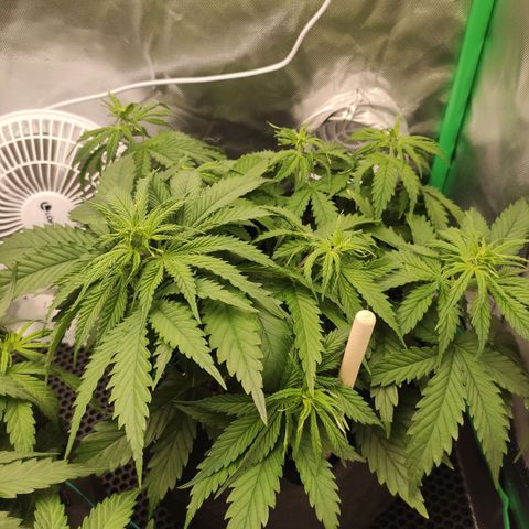 Wedding Cake growlog timeline photo