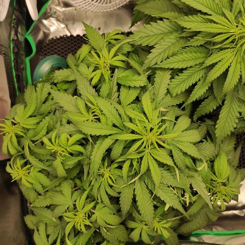 Johnny Cage growlog timeline photo