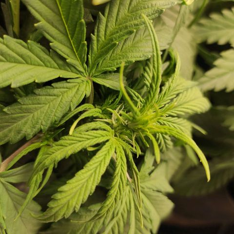 Johnny Cage growlog timeline photo