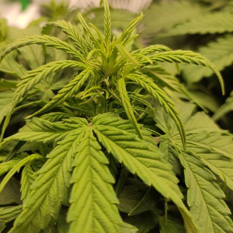 Johnny Cage growlog timeline photo
