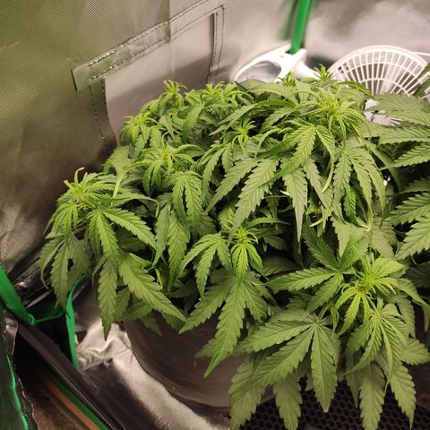 Johnny Cage growlog timeline photo