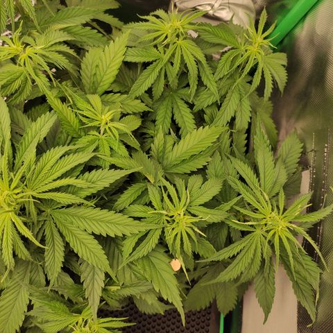 Wedding Cake growlog timeline photo