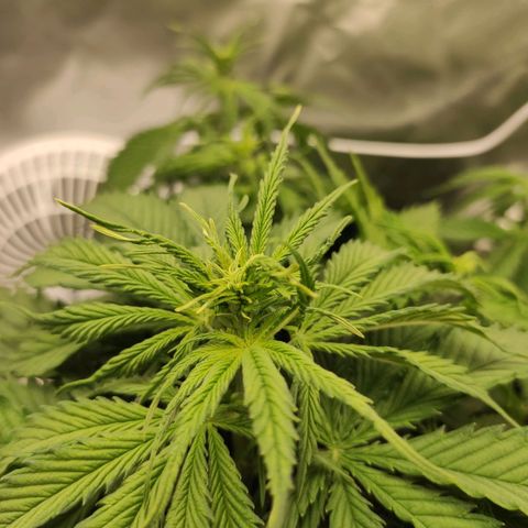 Wedding Cake growlog timeline photo