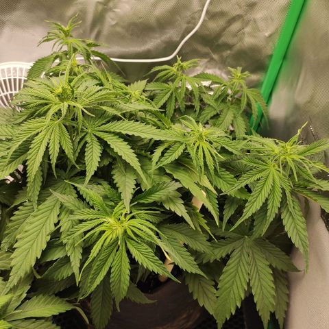 Wedding Cake growlog timeline photo