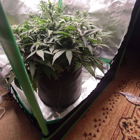 Johnny Cage growlog timeline photo