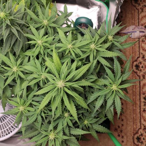 Johnny Cage growlog timeline photo