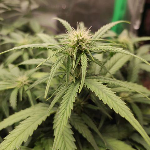Johnny Cage growlog timeline photo