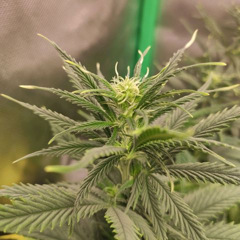Wedding Cake growlog timeline photo