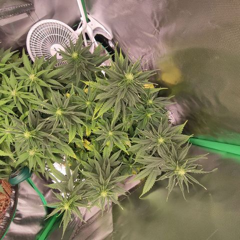 Wedding Cake growlog timeline photo