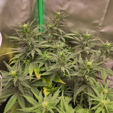 Wedding Cake growlog timeline photo