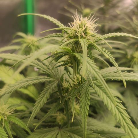 Johnny Cage growlog timeline photo
