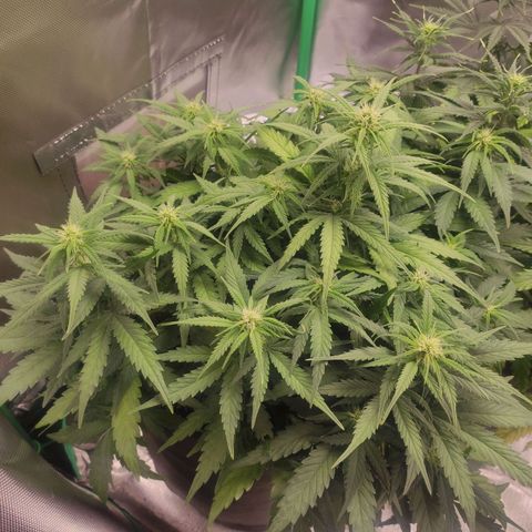 Johnny Cage growlog timeline photo