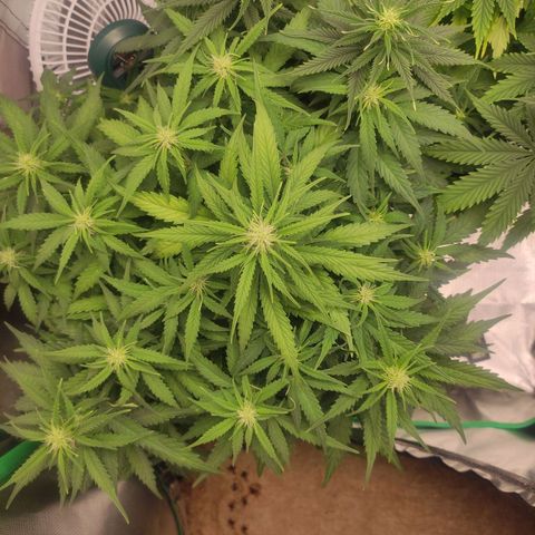 Johnny Cage growlog timeline photo