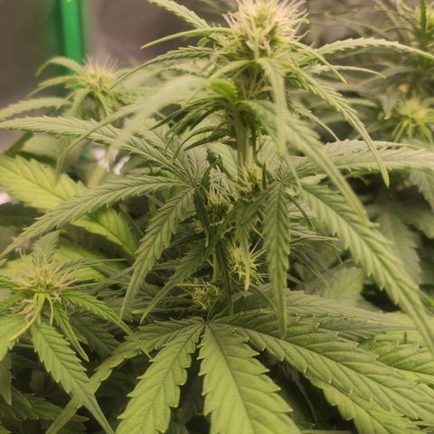 Johnny Cage growlog timeline photo