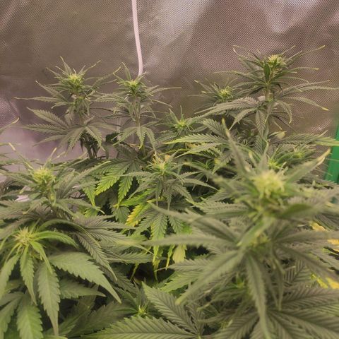Wedding Cake growlog timeline photo