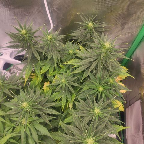 Wedding Cake growlog timeline photo