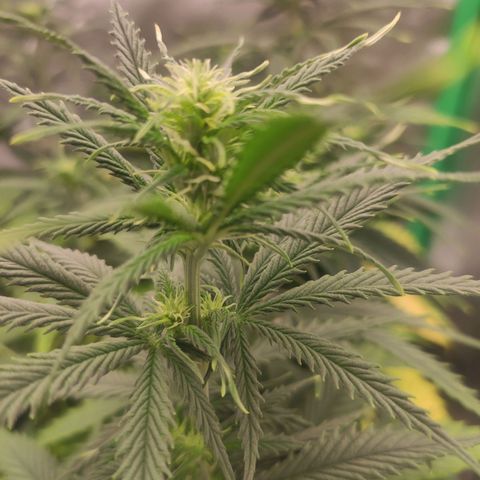 Wedding Cake growlog timeline photo