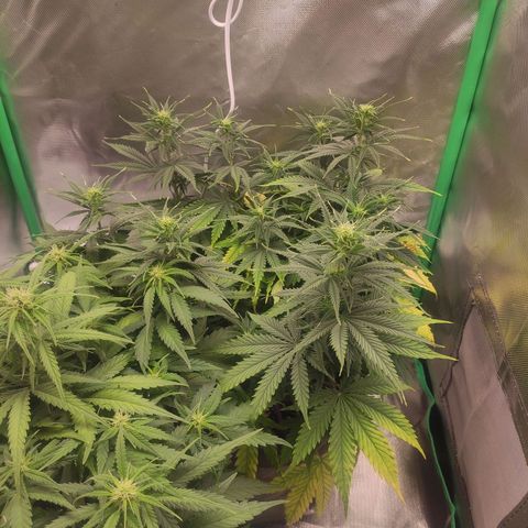 Wedding Cake growlog timeline photo