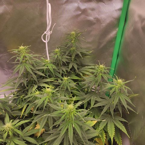 Wedding Cake growlog timeline photo