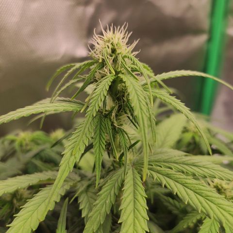 Johnny Cage growlog timeline photo