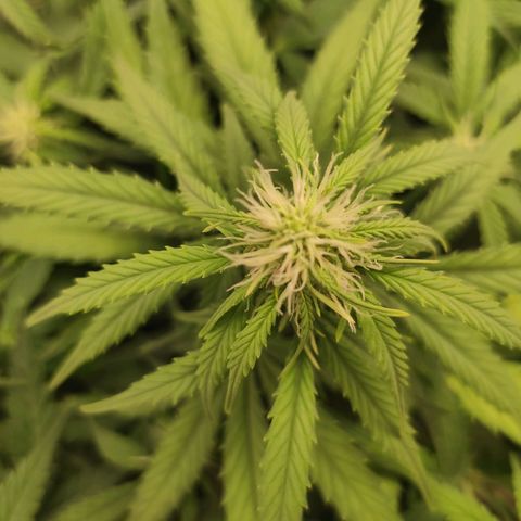 Johnny Cage growlog timeline photo