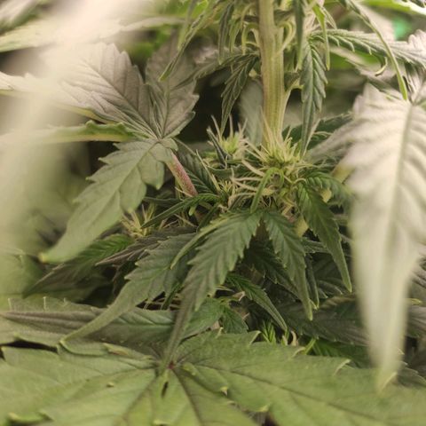 Johnny Cage growlog timeline photo