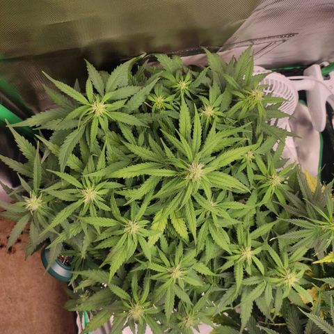 Johnny Cage growlog timeline photo