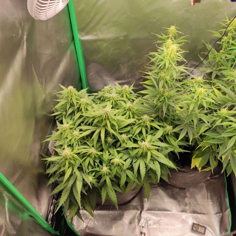 Johnny Cage growlog timeline photo