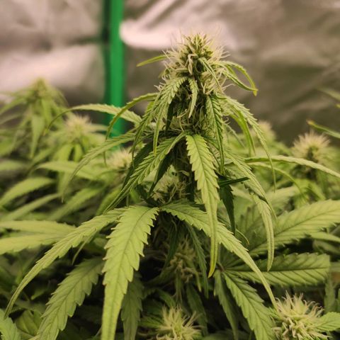 Johnny Cage growlog timeline photo